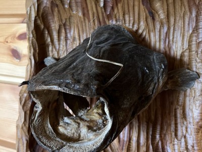 фото, галерея, фотогалерея