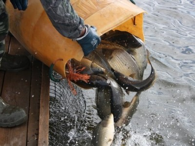 Рыбалка и отдых в Беларуси, Полоцкий район | База отдыха "Званное" рыбалка в Беларуси, рыбалка Беларусь цена, рыбалка полоцкий район, отдых рыбалка Беларусь, база отдыха с рыбалкой