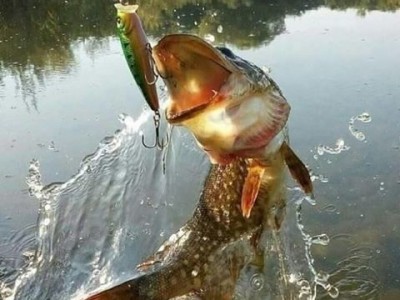 Рыбалка и отдых в Беларуси, Полоцкий район | База отдыха "Званное" рыбалка в Беларуси, рыбалка Беларусь цена, рыбалка полоцкий район, отдых рыбалка Беларусь, база отдыха с рыбалкой