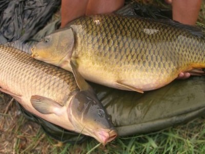Рыбалка и отдых в Беларуси, Полоцкий район | База отдыха "Званное" рыбалка в Беларуси, рыбалка Беларусь цена, рыбалка полоцкий район, отдых рыбалка Беларусь, база отдыха с рыбалкой